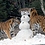 Tiger112